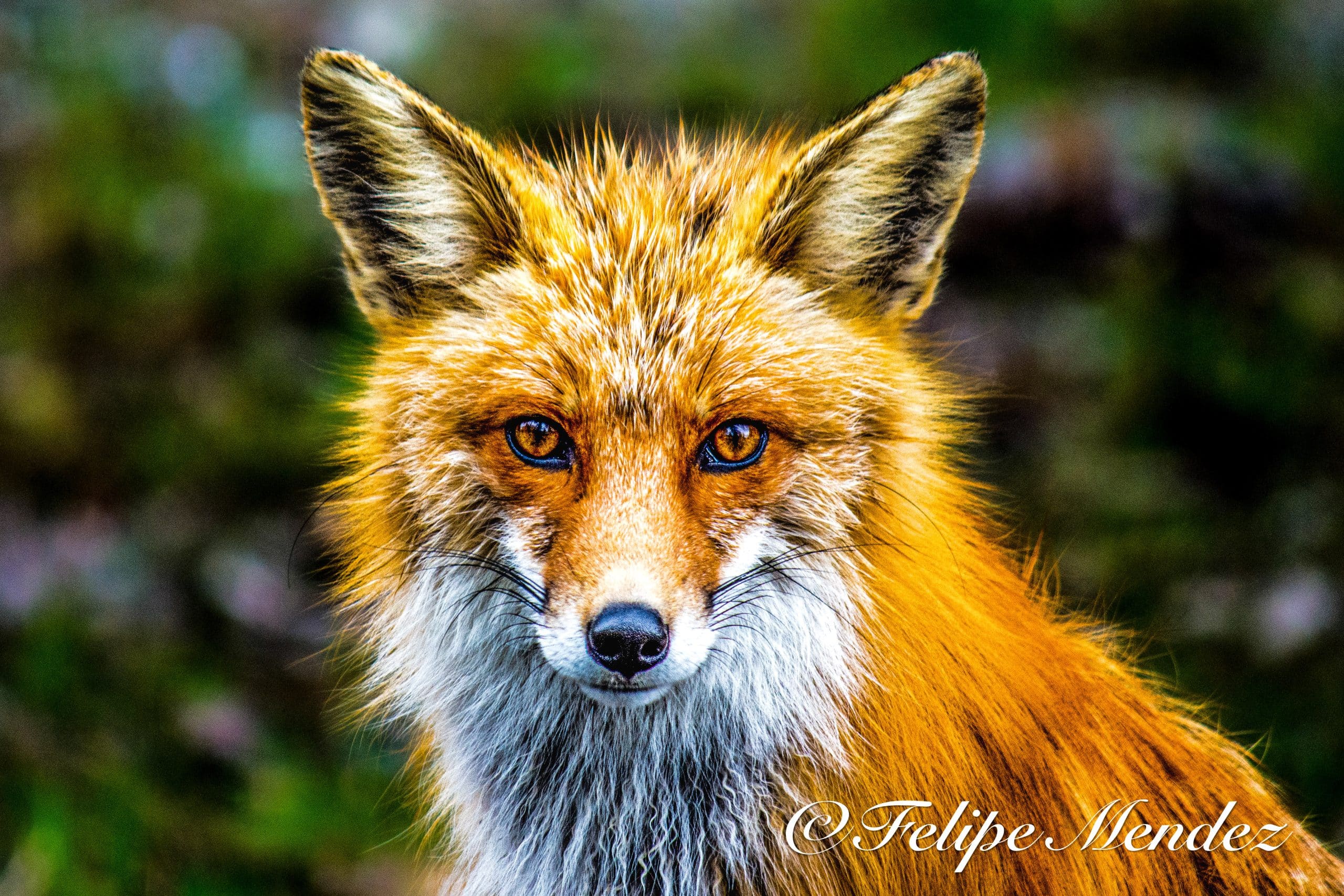 An image of a red fox taken in skagway